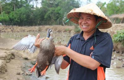 Bảng giá bán Vịt trời thịt, Vịt trời thương phẩm Sạch giá sỉ