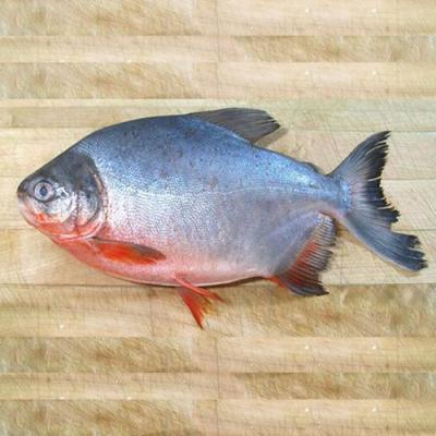 Cá chim nước ngọt bao nhiêu tiền 1kg