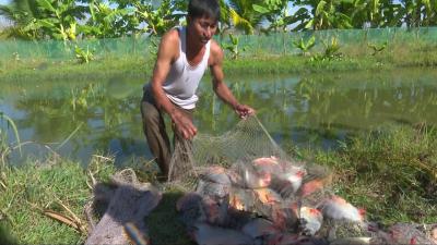 Giá cá chim trắng nước ngọt mới nhất