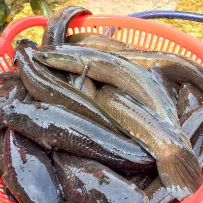 Giá cá lóc nuôi  hôm nay