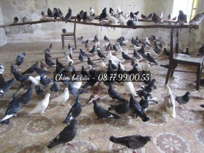 Mua bồ câu thịt ở tphcm