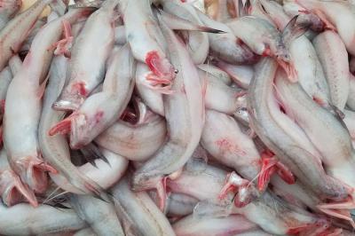 Mua Cá Khoai Tươi Ngon - Giao Hàng Nhanh Trong 1h