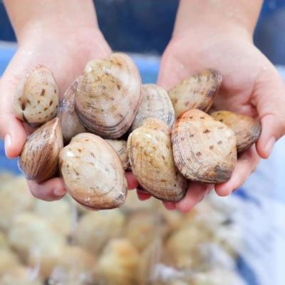 Ngao hai cồi giá bao nhiêu? Gợi ý các món ăn đơn giản từ ngao 2 cùi