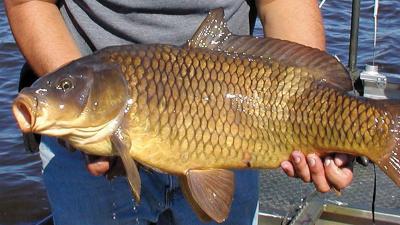 Nguồn cung Cá chép tươi sống giá sỉ
